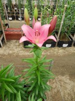 [5063 Lady Luck No01.JPG]